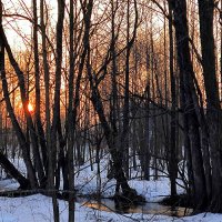 Март в Подмосковье :: Елена Март в Подмосковье :: Елена