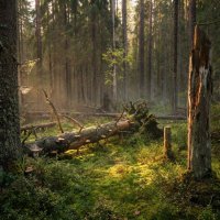 Лесная чаща :: Лилия 