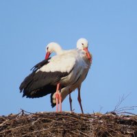 Аисты вернулись :: Ольга Митрофанова