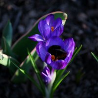 Уставший жужик :: Татьяна Евдокимова