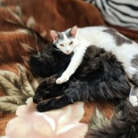 Друзья :: Михаил Столяров