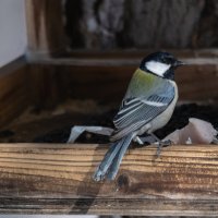 Красотка :: Виктор Иванович Чернюк