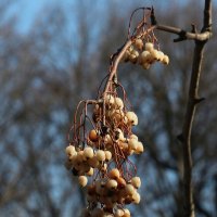 Прошлогодние :: Наталья Герасимова