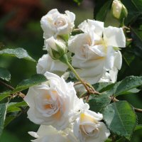 невеста :: Наталья Штанулина