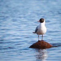 На посту :: Магомед .