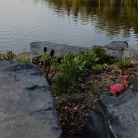 и у камней растут цветы... :: Галина R...