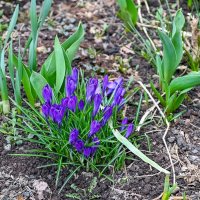 Вот и синенькие пошли :: Валерий Иванович