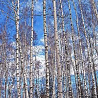 Апрель...Березы у протоки Чеускина! :: Владимир Апрель...Березы у протоки Чеускина! :: Владимир