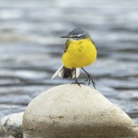 желтая трясогузка :: юрий макаров желтая трясогузка :: юрий макаров