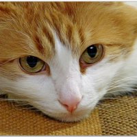 Портрет Марсика :: Владимир Попов