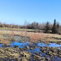 Мартовский денек в полях. :: Ольга Мартовский денек в полях. :: Ольга
