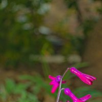 Гиацинт :: Giant Tao /