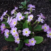 Примула :: Рита Симонова Примула :: Рита Симонова