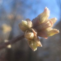 А пока март :: Елена Семигина