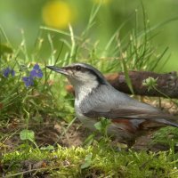 ... :: Вячеслав Минаев