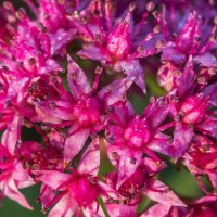 Краски лета. :: Алексей Трухин