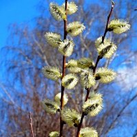 Верба цветет :: Наталья ***