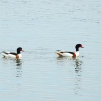 весна.Пеганка :: ИННА ПОРОХОВА