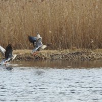 весна.гуси :: ИННА ПОРОХОВА