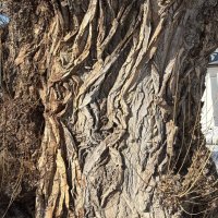 Фактура :: Мария - Maria