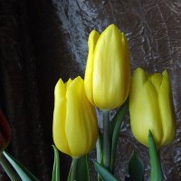 Букет :: Freddy 97