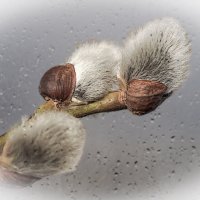 Верба :: Aleksey Afonin