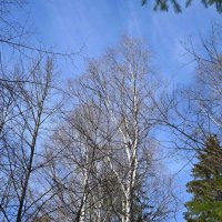 Кроны. :: ВикТор Быстров