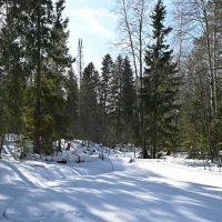 Лес весенний. :: ВикТор Быстров