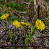 Мать-и-мачеха обыкновенная :: Aleksey Afonin