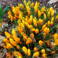 Настало время крокусов(шафранов) :: Aida10 