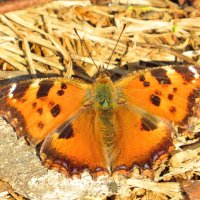 Вышла из спячки :: Андрей Снегерёв