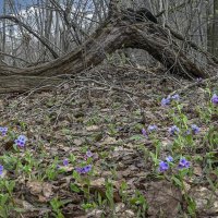 Медуница лесная :: Aleksey Afonin