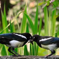 Мир птиц :: Николай Соколухин