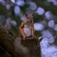 Эта белочка явно ждёт угощения :: Николай Соколухин