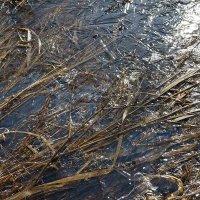 Прошлогодняя осока :: Сергей Курников