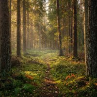 Лесная тропинка :: Лилия Лесная тропинка :: Лилия