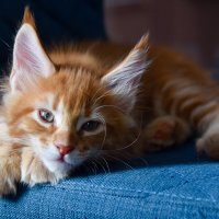 Харитон :: Владимир Звягин