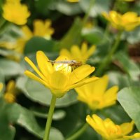 Красота цветы :: Вячеслав Коломойцев Красота цветы :: Вячеслав Коломойцев