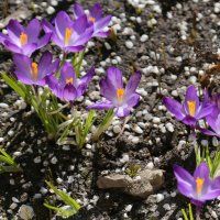 Крокусы :: ZNatasha -