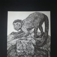 Воронина Вероника / Обезьяна и черепаха / 2020 :: zavitok *