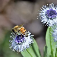 * :: Осень * :: Осень