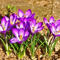 Красавцы крокусы :: Светлана Красавцы крокусы :: Светлана