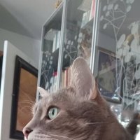 "Созерцающий Мартовский кот..." :: Валерий Кокорев