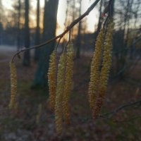 Орешник :: Сапсан 