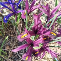 Ирис :: Сапсан 