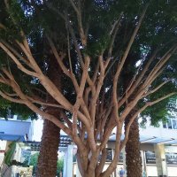 Необычное дерево  у  кафе :: Фотогруппа Весна