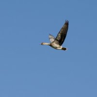 Гуси :: Валерий Пославский