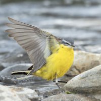 желтая трясогузка :: юрий макаров