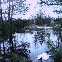 Почти весь снег растаял :: Людмила Смородинская