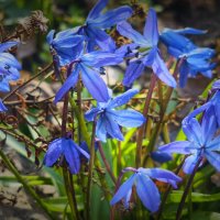 Пролески :: Мариша Тим